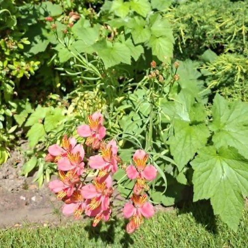 flowers NM